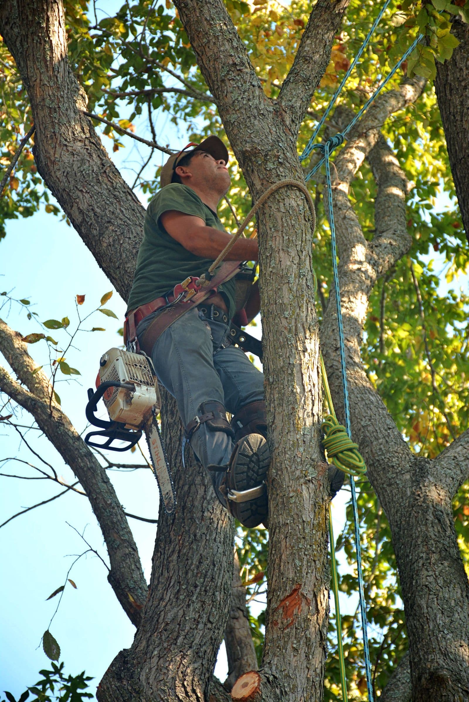 ISA-certified arborist roped into a tree with a chainsaw, trimming limbs on a job site in Central Texas